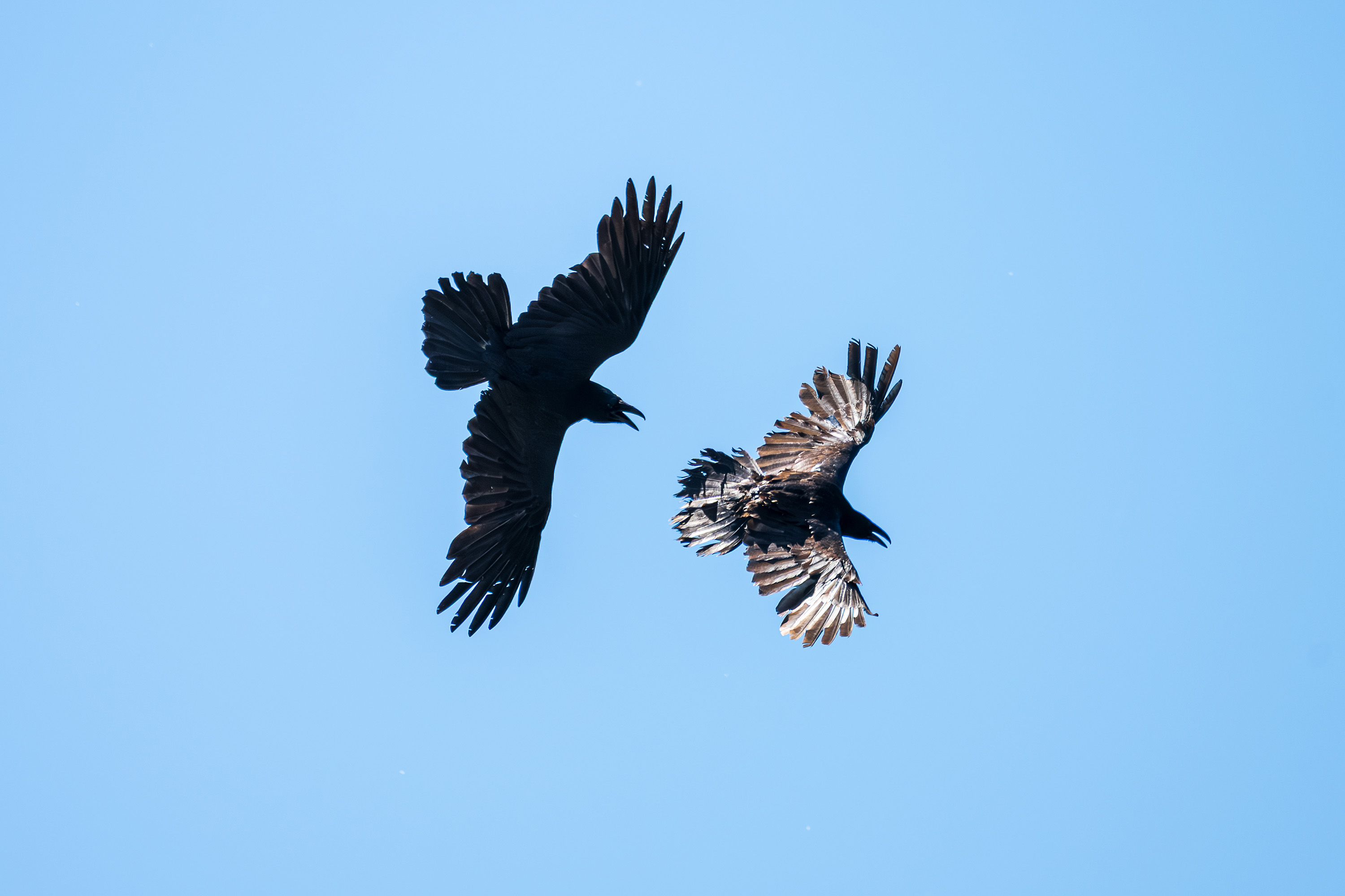Two birds interacting in flight against a blue sky