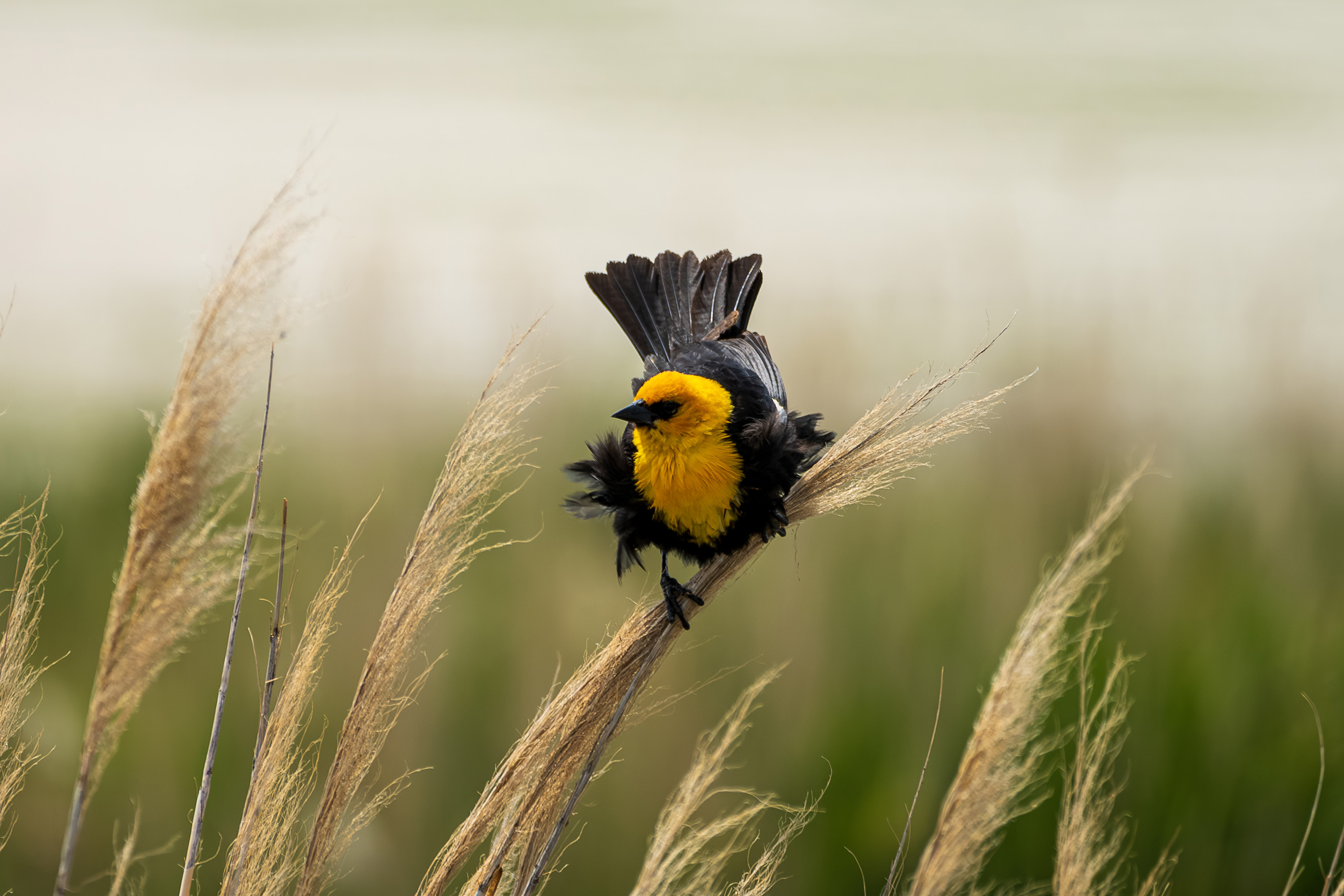 Yellow and black bird moving among tall grasses