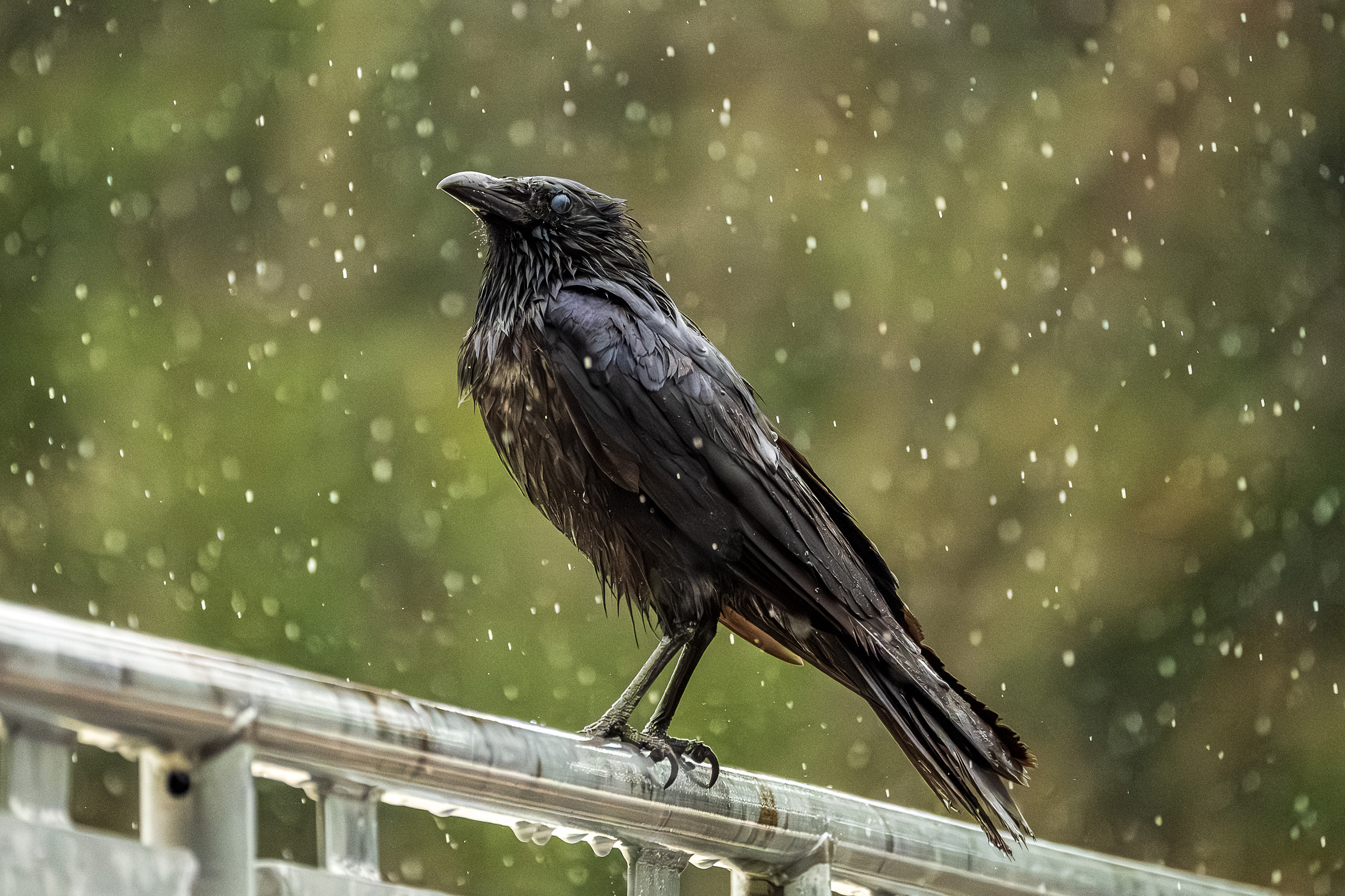 Corvid perched in falling rain